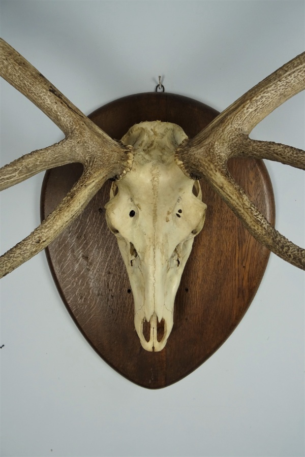 Vintage Large Set of Stag Antlers (7).JPG